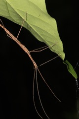 Sipyloidea larryi