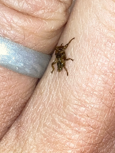 Unknown species found near Mail Box Rd, Pocono Lake, PA, US