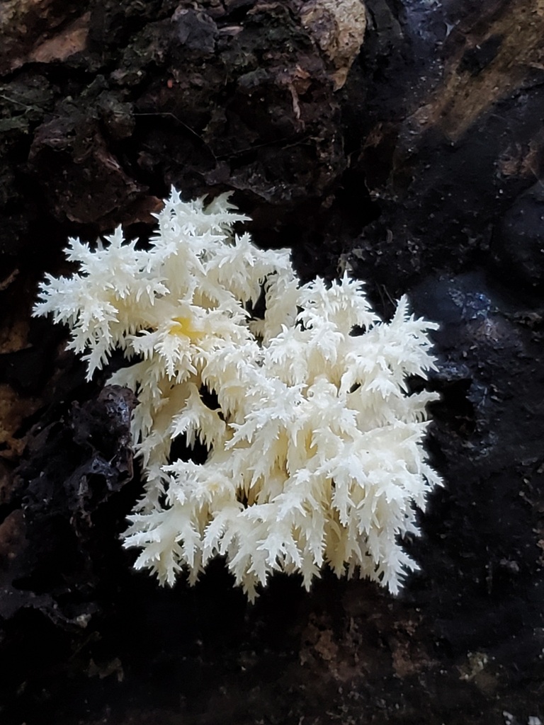 Hericium coralloides · November 2025 · photo: © arlenedevitt (iNaturalist, cc-by)