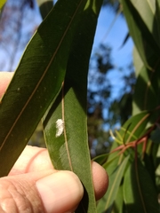Eucalyptolyma maideni