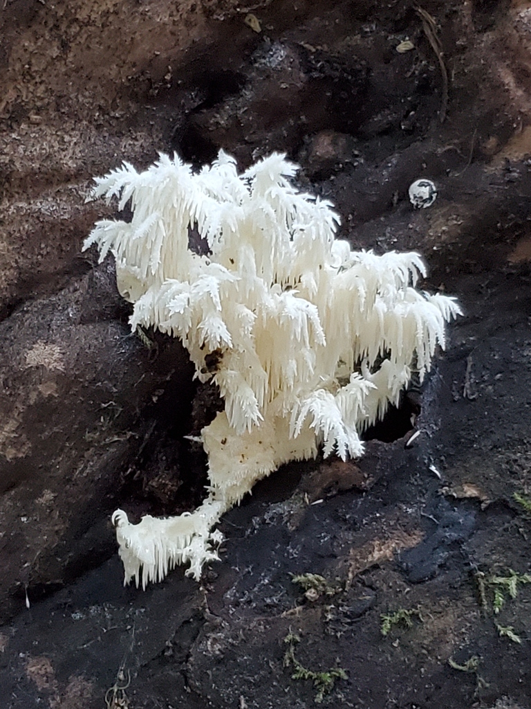 Hericium coralloides · November 2025 · photo: © arlenedevitt (iNaturalist, cc-by)
