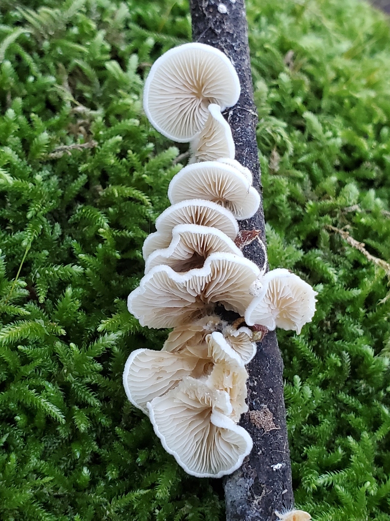 Crepidotus variabilis · November 2025 · photo: © arlenedevitt (iNaturalist, cc-by)