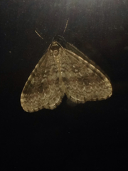 Operophtera occidentalis