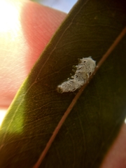 Eucalyptolyma maideni