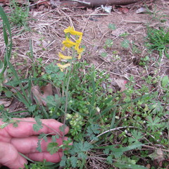 Corydalis micrantha