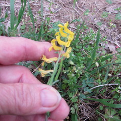 Corydalis micrantha