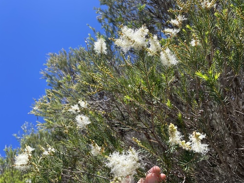 Melaleuca alternifolia observed 2025-11-04