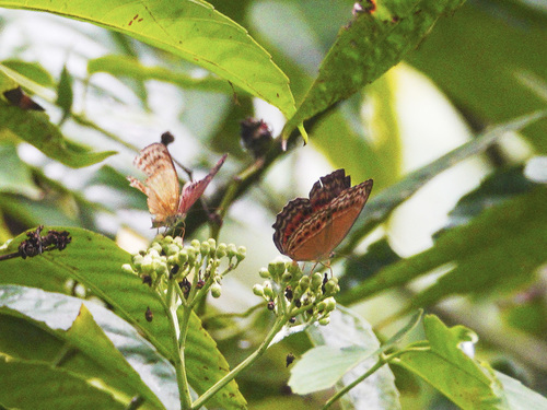 Cirrochroa eremita