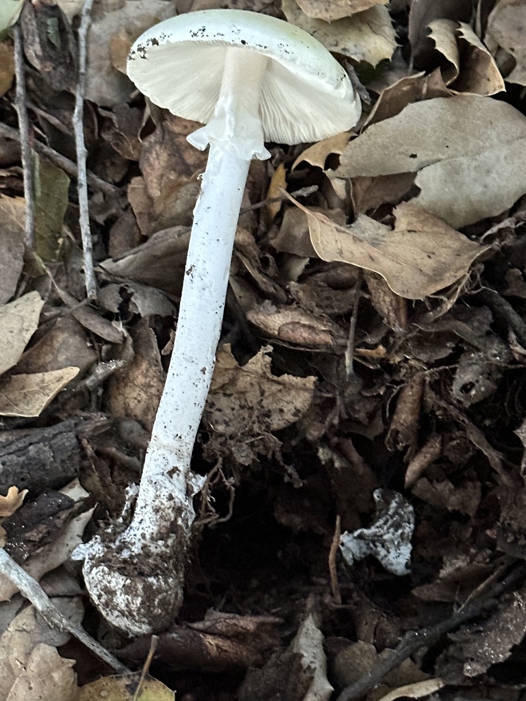 Amanita phalloides · November 2025 · photo: © irinamitine (iNaturalist, cc-by)