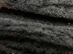 Glonium stellatum