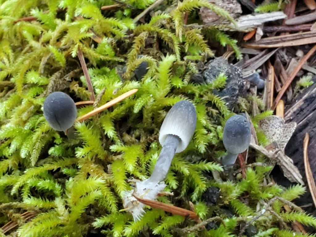Mycena leptocephala · November 2025 · photo: © arlenedevitt (iNaturalist, cc-by)