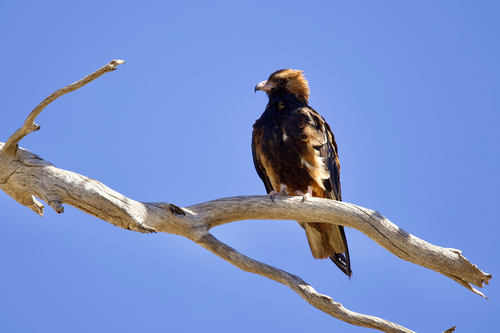 Black-breasted Kite
