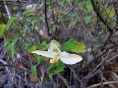 Carlowrightia torreyana