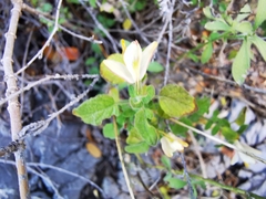 Carlowrightia torreyana