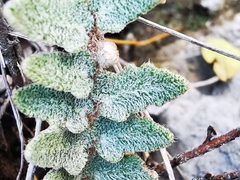 Astrolepis integerrima