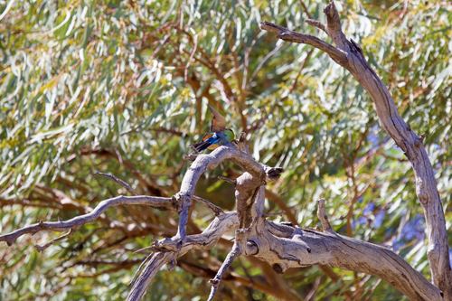 Rainbow Bee-eater