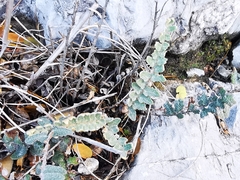 Astrolepis integerrima