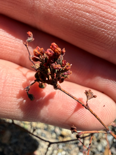 Dugway Buckwheat (Eriogonum nutans)