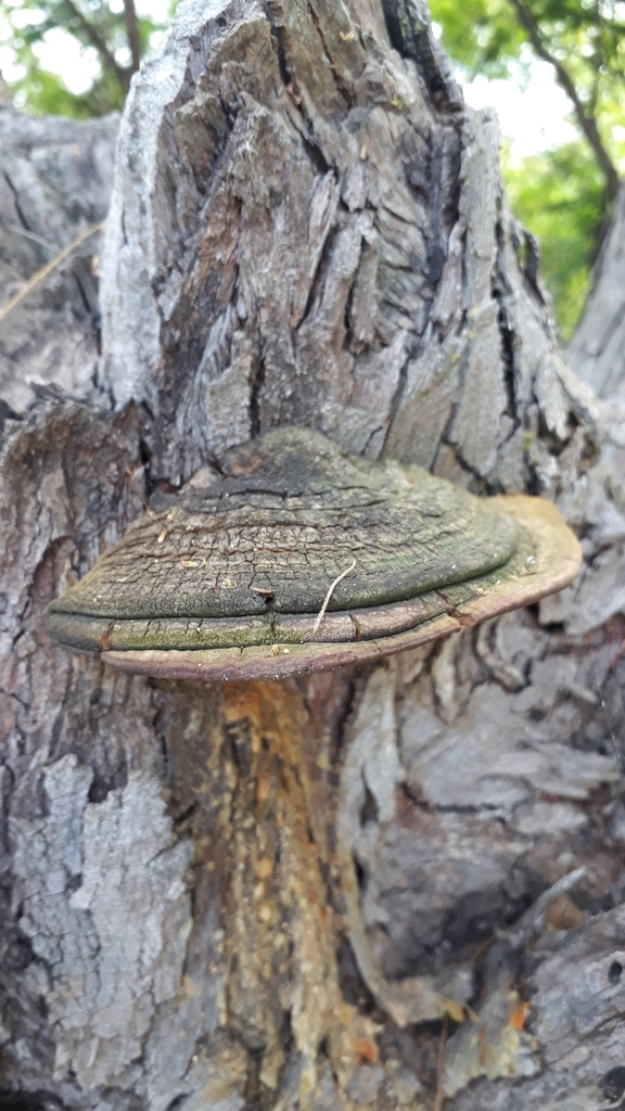Phellinotus piptadeniae