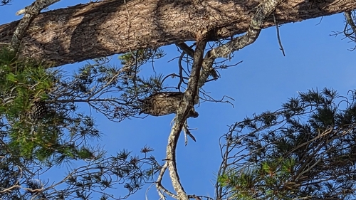 View observation of {o.common_name} on iNaturalist