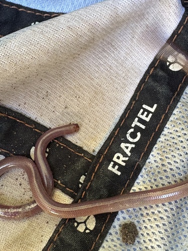 Brown-snouted Blind Snake sighting