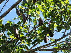 Dolichandra quadrivalvis