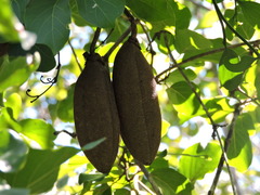 Dolichandra quadrivalvis