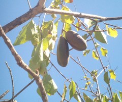 Dolichandra quadrivalvis