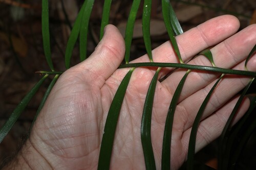 Macrozamia lucida, photograph 5