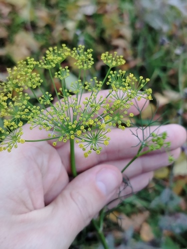 Наблюдение на iNaturalist