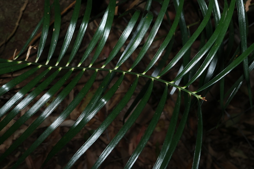 Pineapple Zamia (Macrozamia lucida)