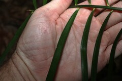 Macrozamia lucida, photograph (c) Greg Tasney, some rights reserved (CC BY-SA)