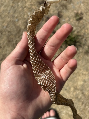 Eastern Brown Snake sighting