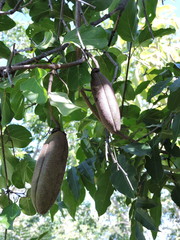 Dolichandra quadrivalvis