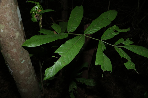 Flindersia schottiana, photograph 6