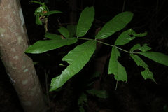 Flindersia schottiana, photograph (c) Greg Tasney, some rights reserved (CC BY-SA)