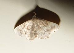 Phalaenostola metonalis