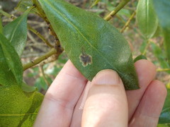 Liriomyza citreifemorata