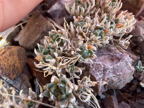 Denseleaf Draba (Draba densifolia)
