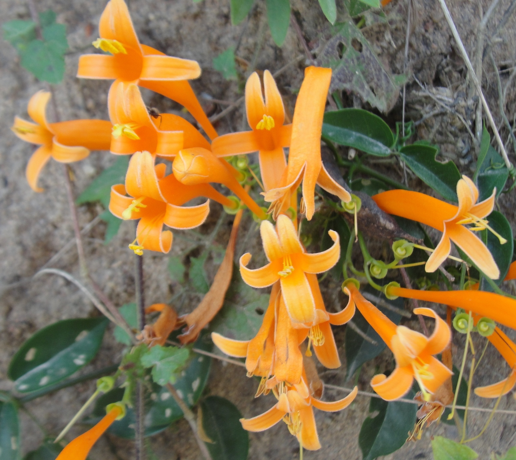 Pyrostegia venusta