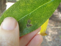 Liriomyza citreifemorata
