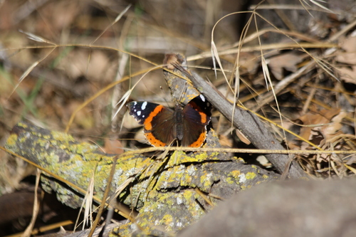 Red Admiral
