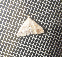 Phalaenostola metonalis