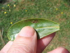 Liriomyza citreifemorata