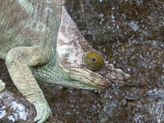 Calumma parsonii parsonii