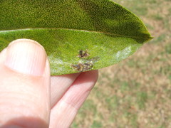 Liriomyza citreifemorata