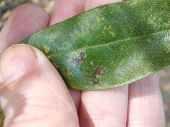 Liriomyza citreifemorata