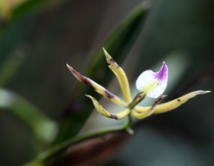 Prosthechea brassavolae