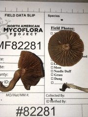Tubaria romagnesiana