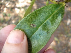 Liriomyza citreifemorata